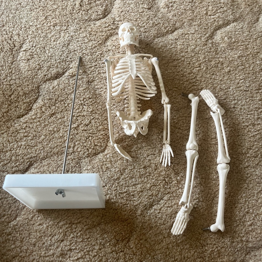 Anatomical Mini Human Skeleton Model — Cream Educational Display - Picture 2 of 9